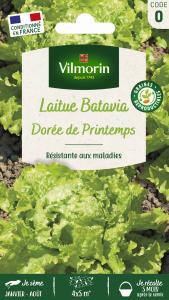 Laitue Batavia Dorée de Printemps